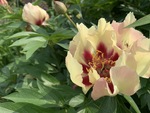 Image of Paeonia Itoh Hybrid Peony