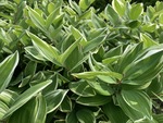 Image of Variegated Solomon's Seal