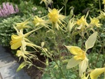 Image of Yellow Columbine