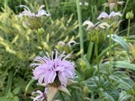 Image of Eastern Beebalm