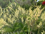 Image of Corydalis