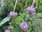 Image of Tuberous Jerusalem Sage