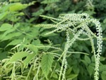 Image of Goat's Beard