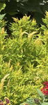Plant name: Kelos Fire Yellow Celosia spicata 