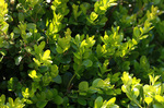 Image of Boxwood