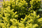 Image of Dwarf Yew