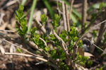 Image of Purple Beautyberry