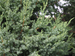 Image of Star Power Juniper