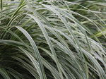 Image of Silberpfiel Maiden Grass
