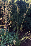 Image of Purple Moor Grass