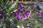 Image of New York Ironweed