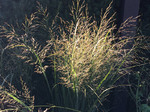 Image of Northwind Switch Grass