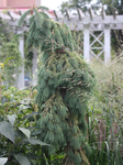Image of White Spruce