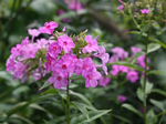 Image of Pinafore Pink Summer Phlox