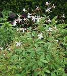 Plant name: Bowman