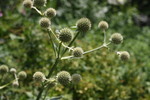 Image of Rattlesnake Master