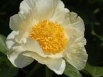 Image of Renkaku Peony