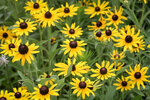 Image of Black Eyed Susan