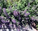 Image of Blue Hills Sage