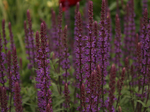 Image of Caradonna Blue Sage