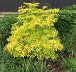 Image of Lemony Lace Elderberry