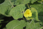 Image of Upright Wild Ginger