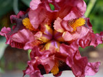 Image of Saturday Night Live Bearded Iris
