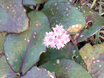 Image of Matrona Stonecrop Sedum