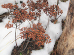 Image of Matrona Stonecrop Sedum