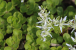 Image of Three Leaved Stonecrop