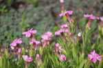 Image of Catchfly