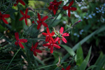 Image of Royal Catchfly 