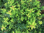 Image of Firegold Spirea