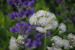 Image of Meadow Rue