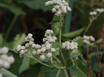 Image of Wild Quinine