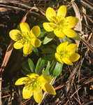 Image of Winter Aconite