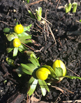 Image of Winter Aconite