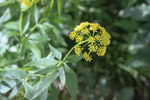 Image of Golden Alexanders