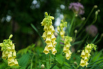 Image of Large Yellow Foxglove 