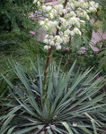 Image of Adam's Needle Yucca