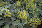 Image of Lady's Mantle