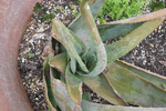 Image of Aloe