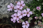 Image of alpine soapwort 