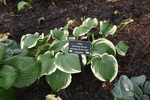 Image of American Gothic Hosta