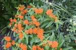 Image of Butterfly Weed 