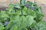 Image of Assorted Collards 