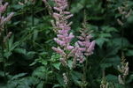 Image of Chinese Astilbe 