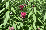 Image of Beebalm