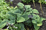 Image of Big Daddy Hosta