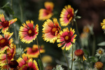 Image of Oranges and Lemons Blanket Flower